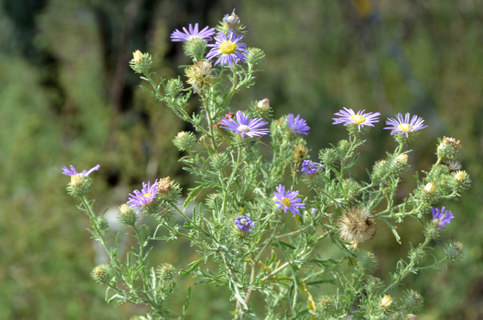 Tansyleaf Tansyaster is found in elevations from 2,500 to 8,000 feet (762-2,438 m) and live in various habitats across a wide range; habitats include open areas, grassy areas, fields, roadsides, streambeds and disturbed areas. Machaeranthera tanacetifolia